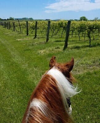 Saturday 30 Minute Vineyard Horseback Ride
