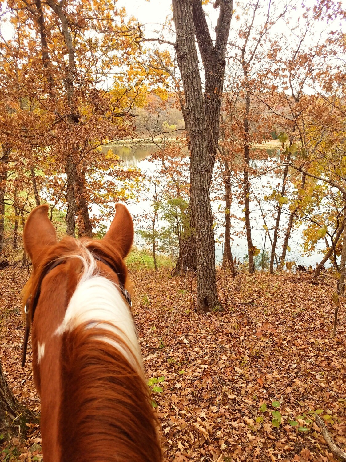 Saturday 1 Hour Lake Horseback Ride with Wine &amp; Dine option