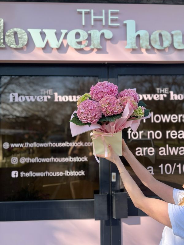Hydrangea Plant - Pink 🌸
