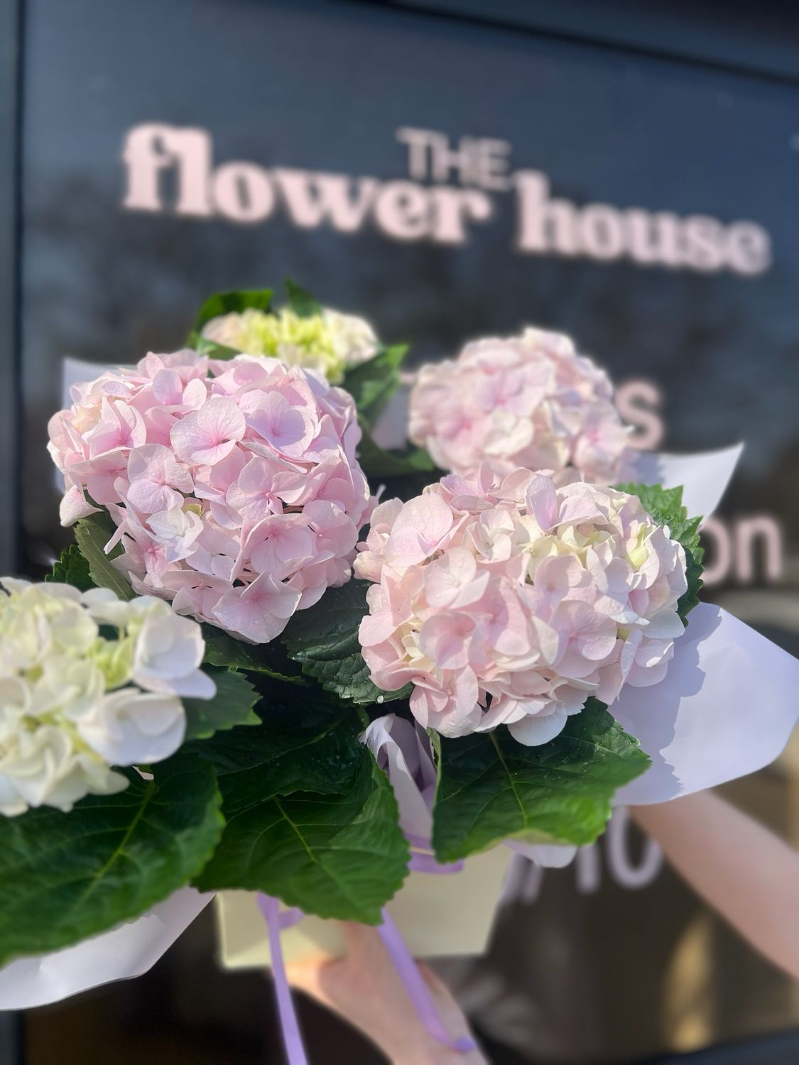 Hydrangea Plant - Baby Pink 🌸