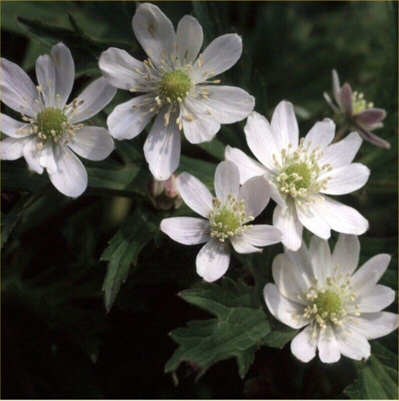 ANEMONE BARBULATA approx. 20 seeds, Hardy Perennial