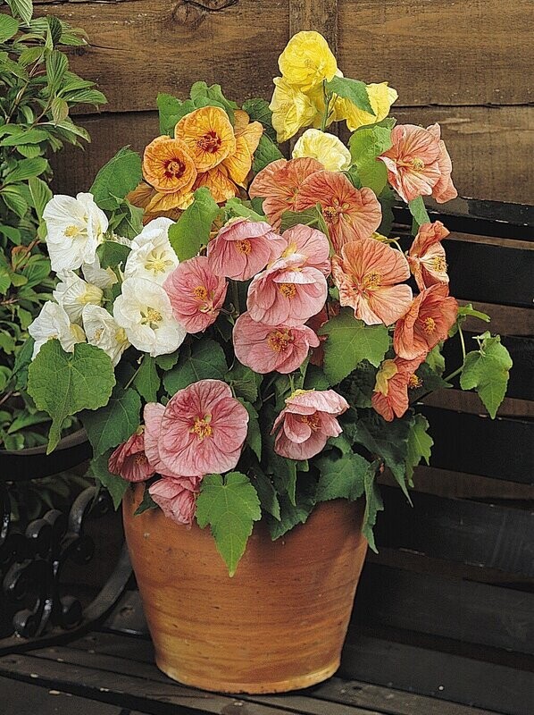 Abutilon Giant Flowering Mixed x12 seeds Excellent Patio or pot plant