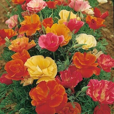 California Poppy Mission Bells, approx: 200 seeds Excellent Bedding, Tub Plant