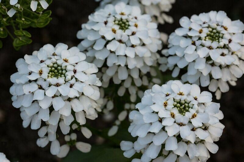 Candytuft Iceberg Superior Approx. 100 seeds, Cottage garden annual