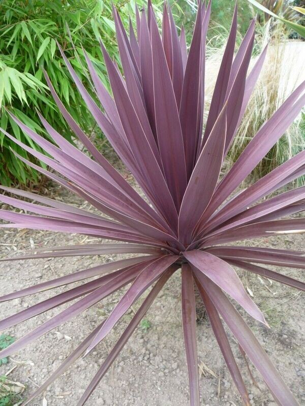 Cordyline australis Purpurea X10 Seeds easily grown Feature plant