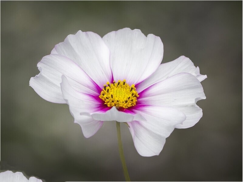 COSMOS BIPINNATUS Daydream, approx. x50 seeds