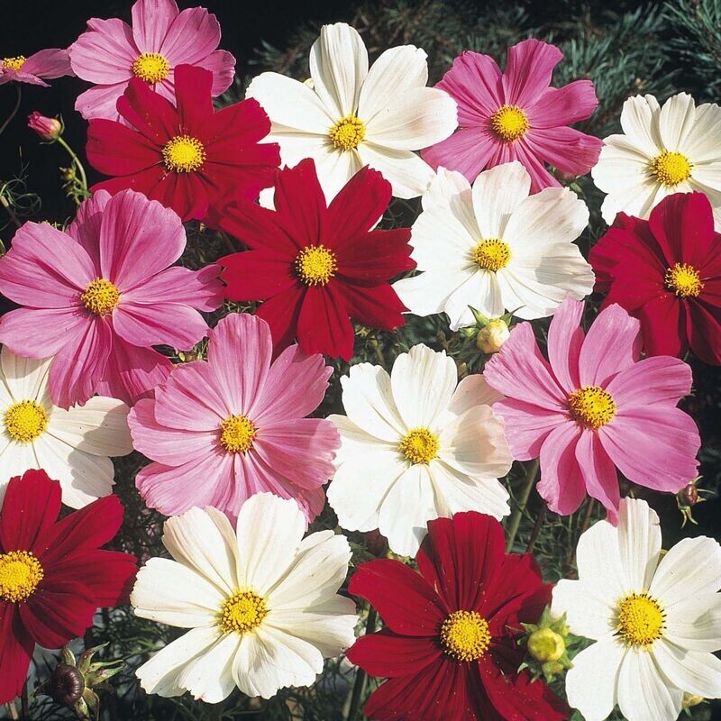 COSMOS DWARF MIX, approx. 50 seeds