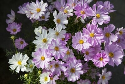 Cosmos Lovesong (Cosmos bipinnatus) approx. 25 seeds dwarf habit