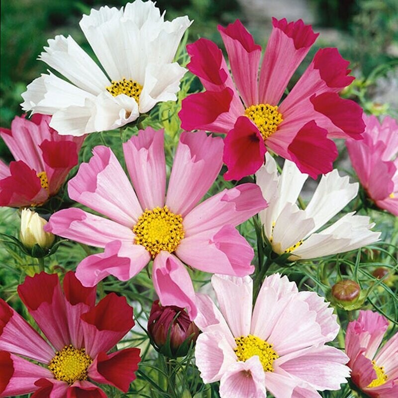 COSMOS Seashells Mixed, approx. 50 seeds