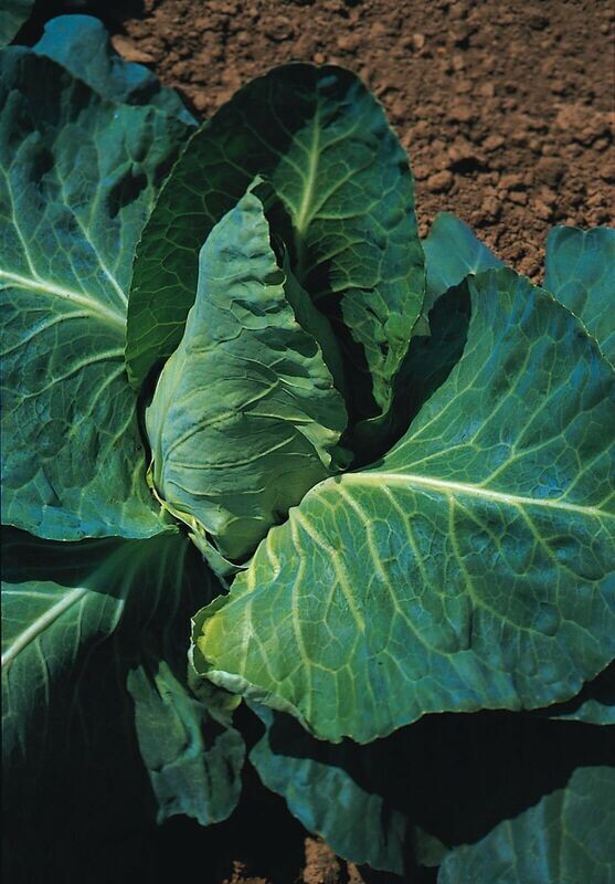 Cabbage Grayhound Approx. 250 seeds Vegetable Seed