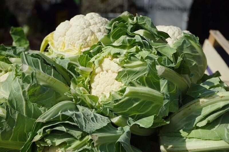 Cauliflower All the year Round approx, x200 seeds