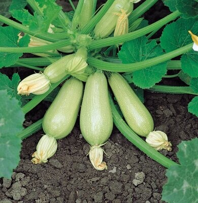 COURGETTE Clarion F1 x10 seeds