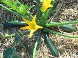 Courgette Green Bush x10 seeds