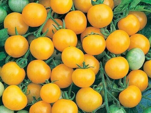 Tomato Ola Polka, approx, 20 seeds Vegetable Seed