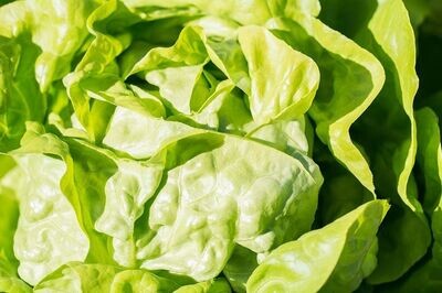 Lettuce All Year Round Approx, 300 seeds