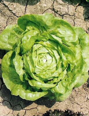 Lettuce Arctic King approx, 300 seeds grow's all year