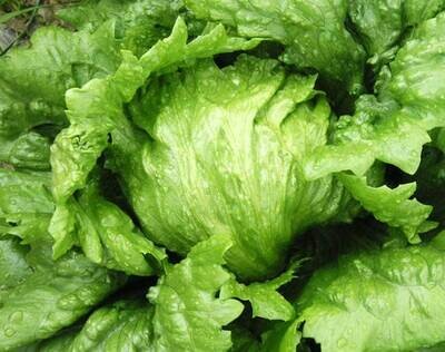 Lettuce Iceberg Approx, 200 seeds