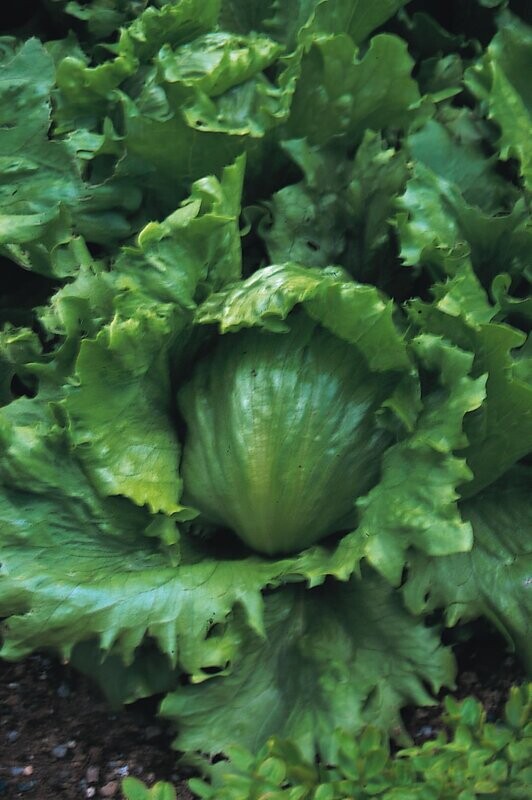 Lettuce Webbs Wonderful Approx, x250 seeds easy to grow Lettuce Seed