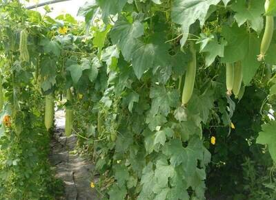 Luffa cylindrica x10 seeds, known as loofah, vegetable sponge or running okra