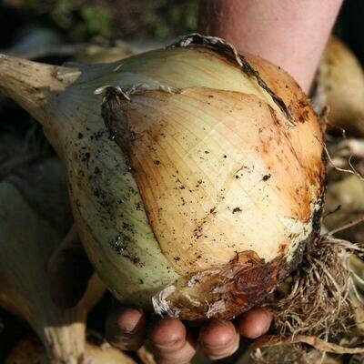 Onion Exhibition approx. 100 seeds