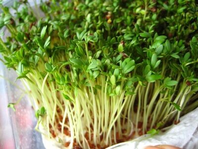 Organic Cress seeds, 20g, approx. 7000 seeds Sprouting seeds