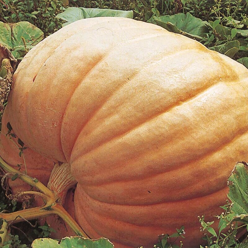 Pumpkin Atlantic giant x10