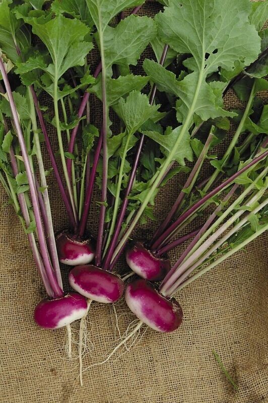 Turnip Purple Top Milan approx 6,000 seeds