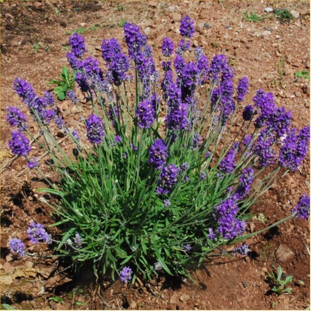 Lavender Muffet's Children approx 25 seeds