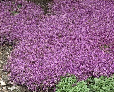 Thyme Purple Creeping Dwarf, approx: 1000 Seeds