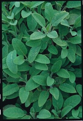 Sage Salvia officinalis Approx. 30 seeds,