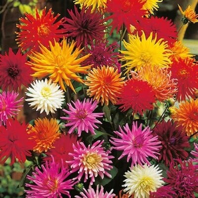 Dahlia Cactus Flowered mixed approx. 50 seeds, Summer Bedding Plants