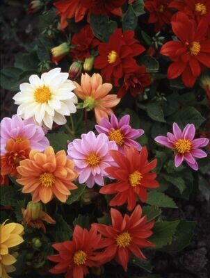 Dahlia Early Bird dwarf mixed approx 50 seeds, Fairy Flower Seeds Easy To Grow