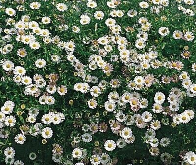 Erigeron - Profusion approx. 25 seeds (Spanish Lady) Plant 25cm