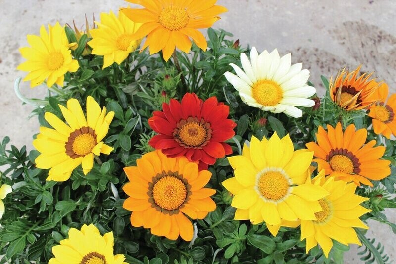 Gazania Enorma Mixed x 10 seeds