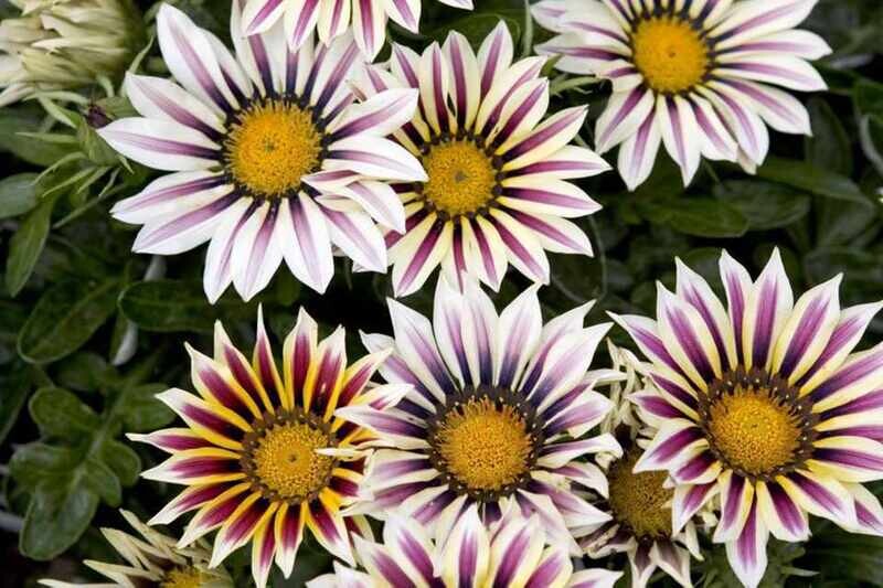 Gazania F1 Big Kiss White Flame x10 seeds,  Bedding & Tub plant