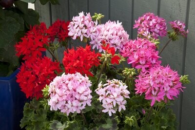 Geranium F1 Quantum Mixed x6 seeds, Stellar Type. 20-25cm