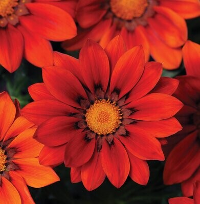 Gazania F1 New Day Red Shades x10 seeds, Bedding - Basket or Tub plant