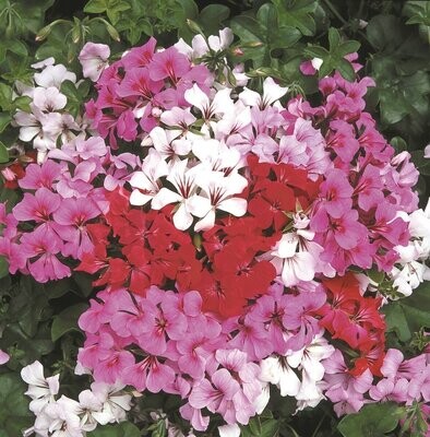 Geranium F1 Tornado Formula Mixed x5 seeds, bred for hanging basket use