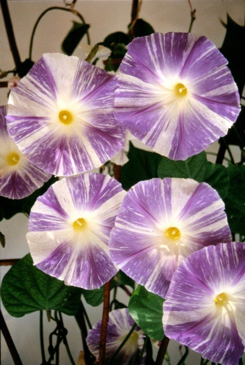 Ipomoea Flying Saucer Morning Glory x 20 seeds
