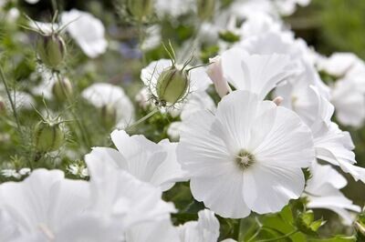 Lavatera Mont Blanc White, Approx. 25 seeds Grow as Bedding