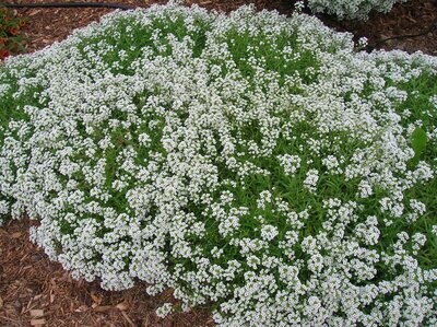 Lobelia & Alyssum