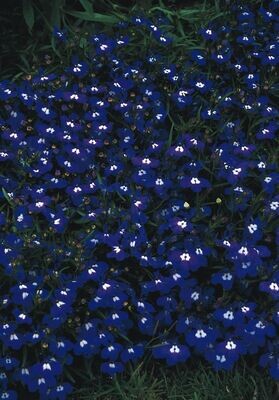 Lobelia Mrs Clibran seeds Approx. 3000 seeds Lilac Blue Bush Lobelia