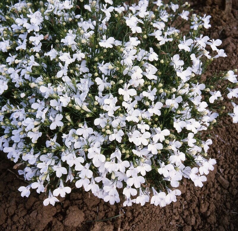 Lobelia Fountains White seeds Approx. 3000 seeds Trailing Lobelia