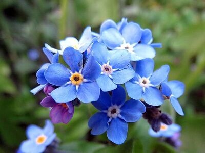 Myosotis Victoria Blue ‘Forget-me-not’ Approx. x50 seeds Easy to grow