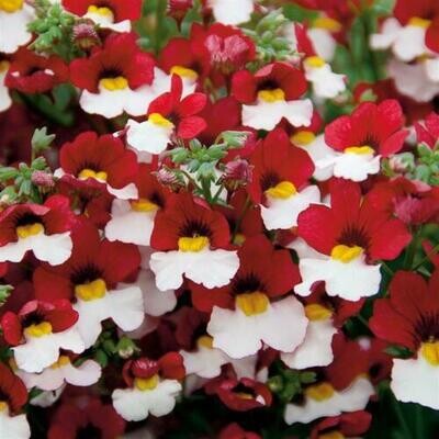 Nemesia Red - White, approx. x200 seeds Bedding Plant