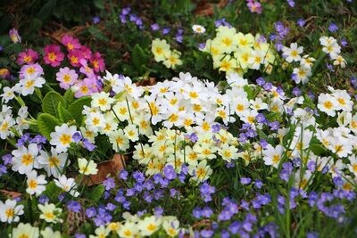 Primrose Fairy Choice Mixed approx. 50 seeds