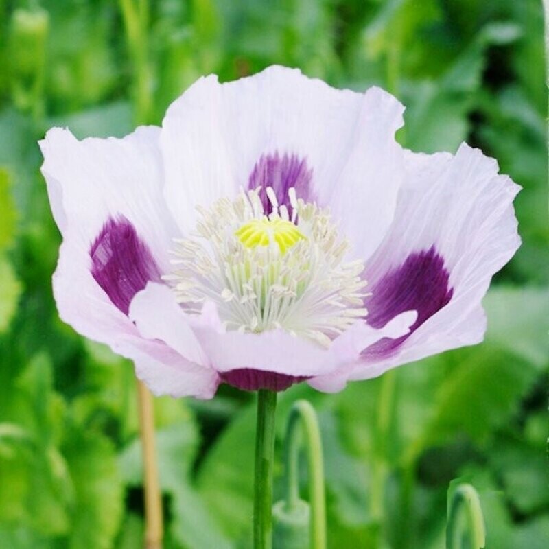 Poppy, Papaver (Somnifreum) Blue Moon Approx. 50 seeds Perennial Poppy