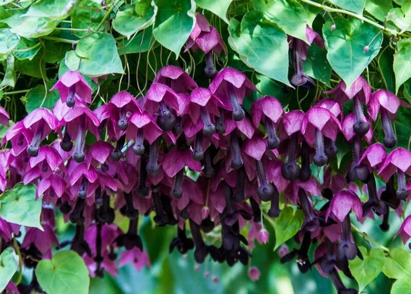 Rhodochiton 2024