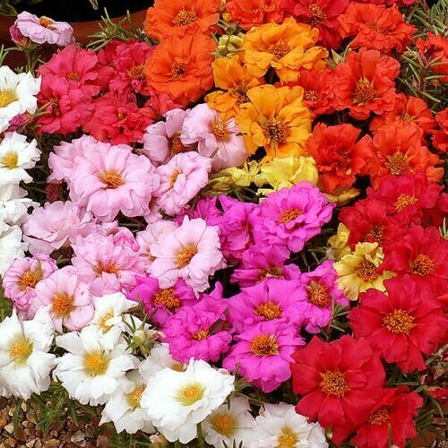 Portulaca Sunnyside Mixed Approx. x100 seeds Easy to grow