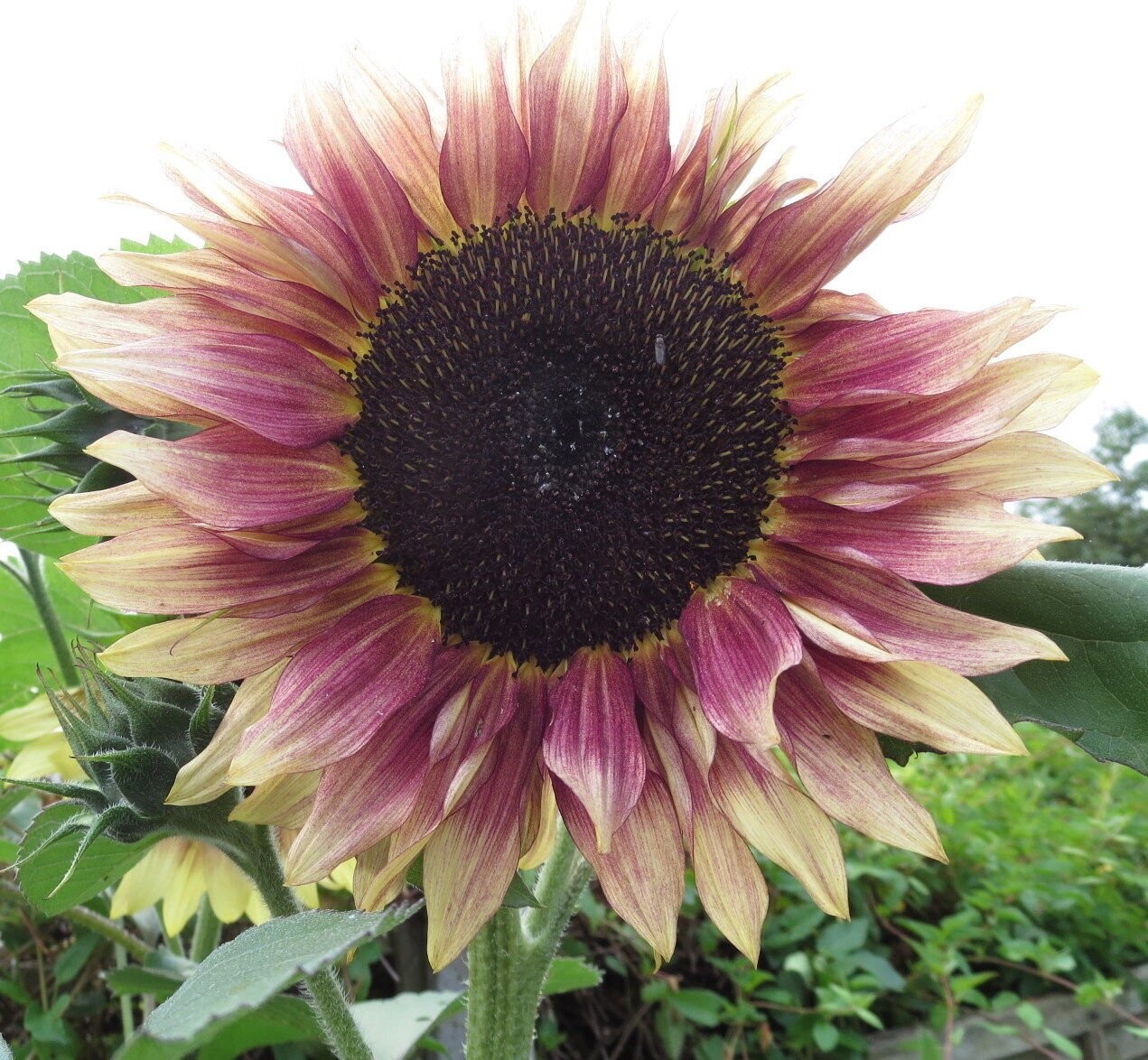 Sunflower Ruby Eclipse, x10 seeds good Fun for the kids